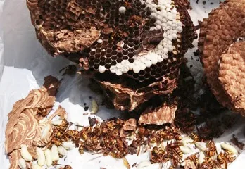 大阪市淀川区のスズメバチ駆除のケース