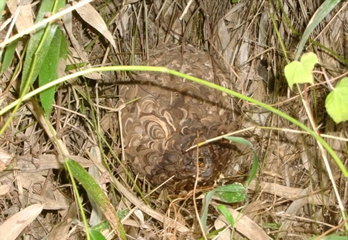 尼崎市スズメバチ駆除の事例
