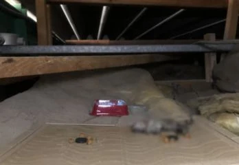 尼崎市ネズミ駆除の事例