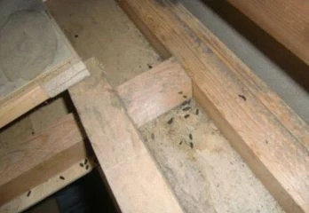 尼崎市のネズミ駆除のケース