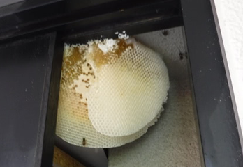 芦屋市のミツバチ駆除の事例