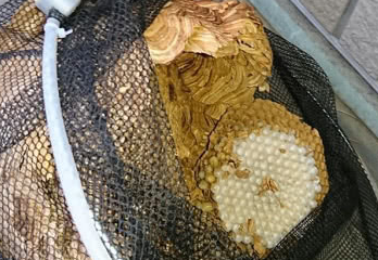 芦屋市の個人宅スズメバチ対策・駆除の事例