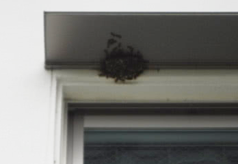 伊丹市のマンションアシナガバチ駆除の事例