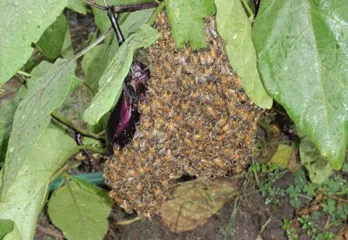 伊丹市のミツバチ駆除のケース