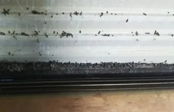 伊丹市のコウモリ駆除のケース