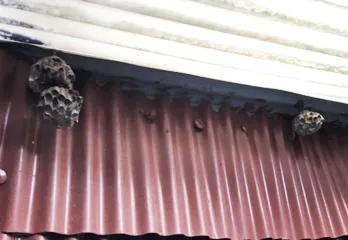 川西市の個人宅アシナガバチ対策・駆除の事例