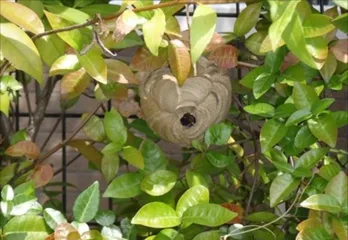 神戸東灘区のスズメバチ駆除の事例