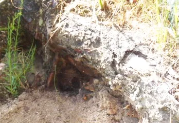 神戸東灘区オオスズメバチ駆除のケース