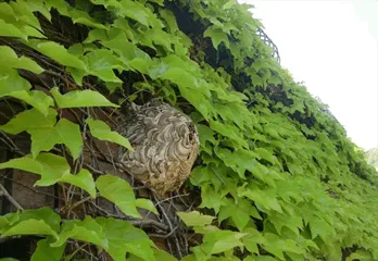 神戸北区アシナガバチ駆除のケース