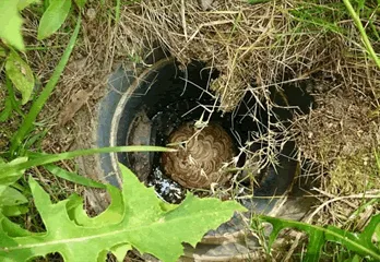 神戸北区のスズメバチ駆除のケース