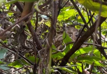 神戸市灘区スズメバチ駆除のケース