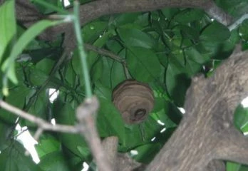 神戸市須磨区スズメバチ駆除の事例