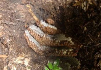 神戸市須磨区スズメバチ駆除のケース