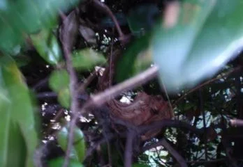 神戸垂水区スズメバチ駆除の事例