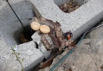 マンション敷地内のセアカゴケグモの事例