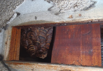 三木市の個人宅スズメバチ対策・駆除の事例