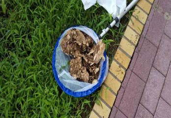 西宮市スズメバチ駆除のケース