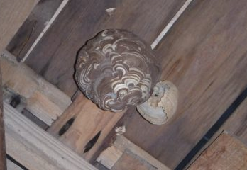 三田市スズメバチ駆除の事例