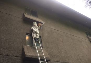 三田市スズメバチ駆除のケース