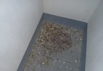 丹波篠山市ハトの巣撤去と消毒作業の事例