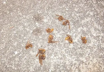 丹波市のスズメバチ駆除のケース