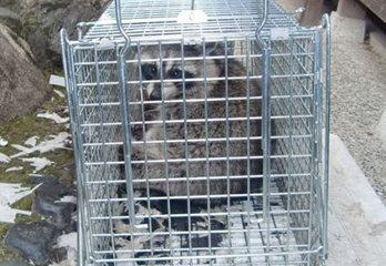 神戸市のアライグマ駆除の事例