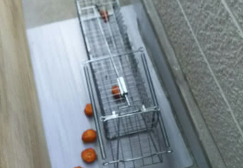 西宮市のイタチ駆除の事例