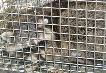西宮市のアライグマ駆除の事例