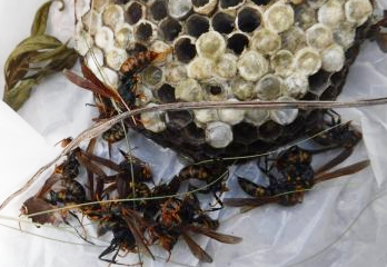 神戸市灘区のスズメバチ駆除のケース