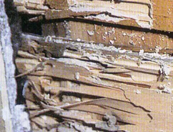 シロアリによるモルタル壁内部の被害