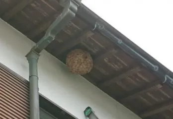 福知山市スズメバチ駆除の事例