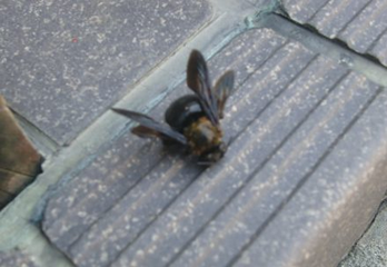亀岡市のクマバチ駆除のケース