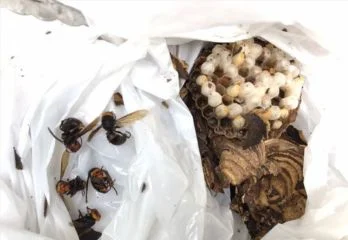 京都市伏見区スズメバチ駆除の事例