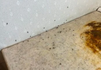 京都市伏見区アリ駆除の事例