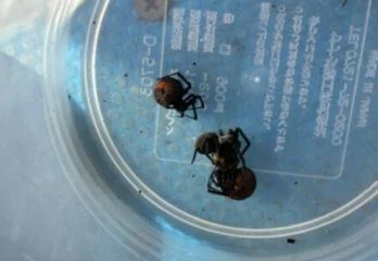 京都市伏見区セアカゴケグモ駆除のケース