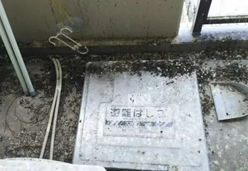 京都市上京区の個人宅ハト対策・駆除の事例