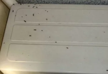 京都市ネズミ駆除の事例