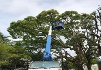 京都市上京区のカラス駆除の事例