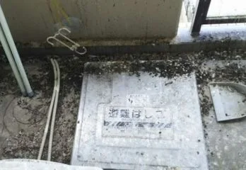 京都市上京区の防鳩ネット施工と消毒