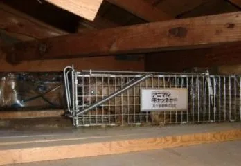 京都市北区のイタチ駆除の事例