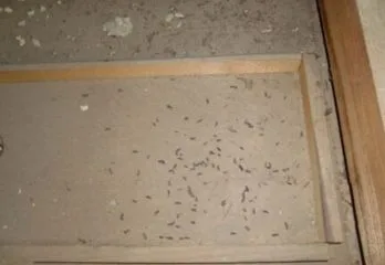 京都市北区のネズミ駆除のケース