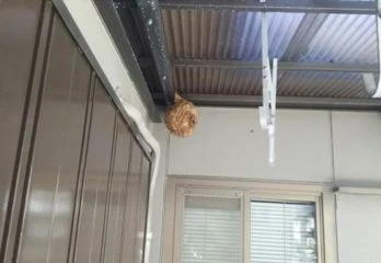 京都市中京区スズメバチ駆除のケース