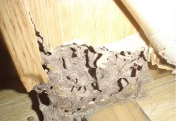 京都市右京区シロアリ駆除の事例