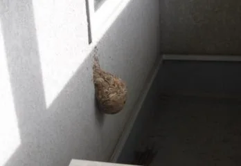 京都市右京区スズメバチ駆除の事例