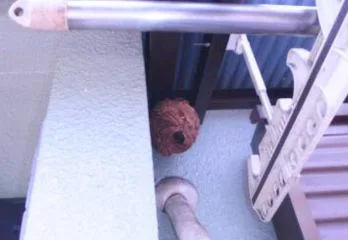 京都市右京区スズメバチ駆除の事例