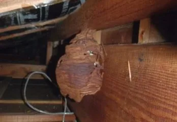 京都市右京区のスズメバチ駆除のケース