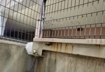 京都市山科区アシナガバチ駆除の事例