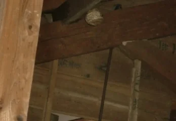 南丹市のスズメバチ駆除の事例