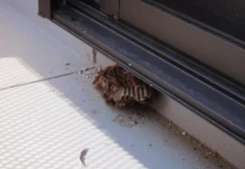 南丹市アシナガバチ駆除の事例