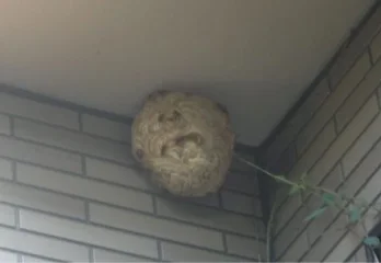 南丹市スズメバチ駆除の事例